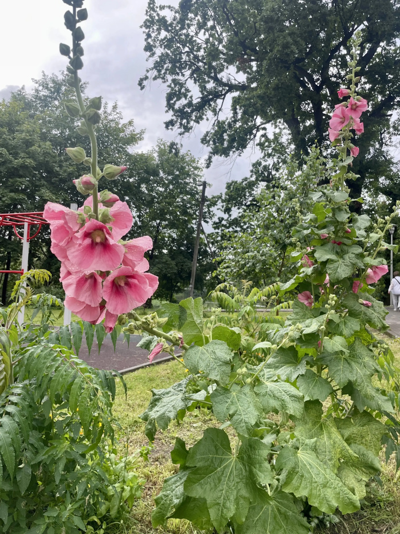 Квартира на Толстикова