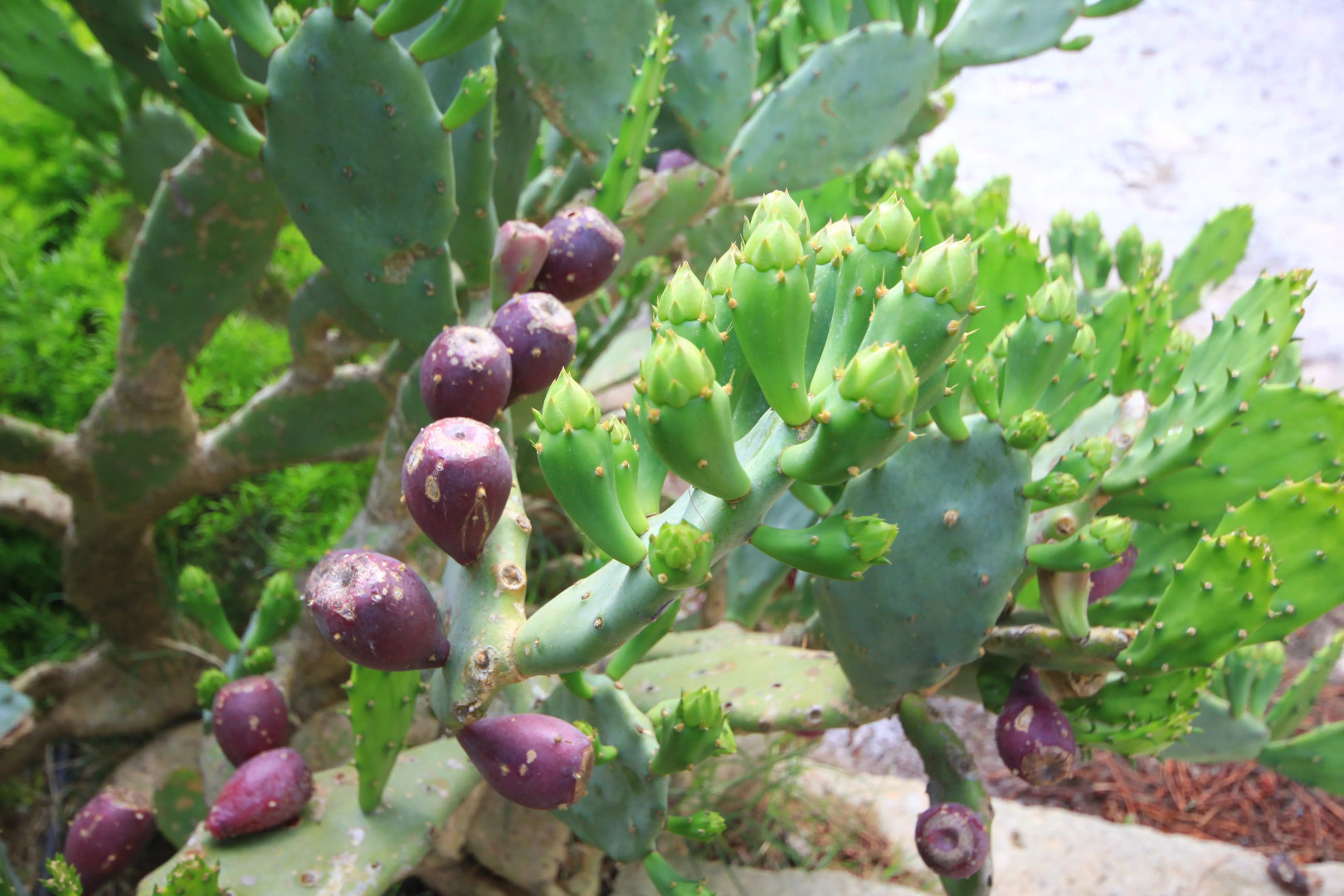 Гостевой дом Villa Diana