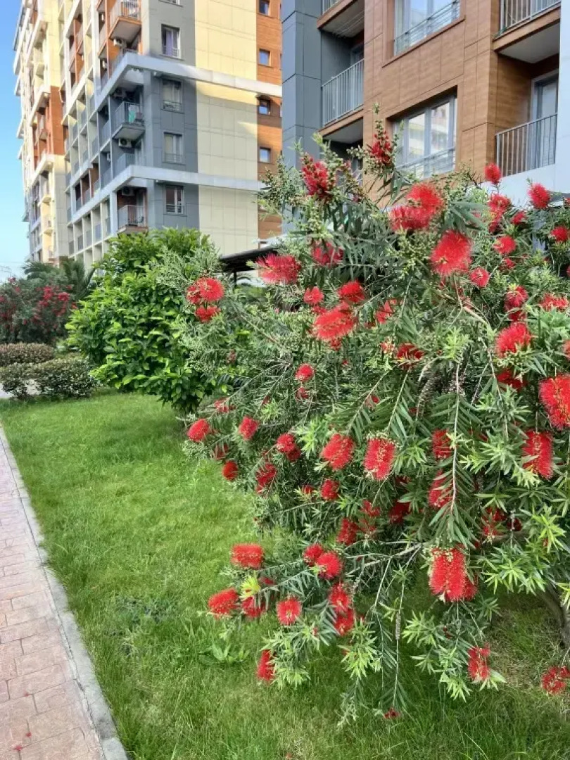 Апартаменты Каравелла Португалии