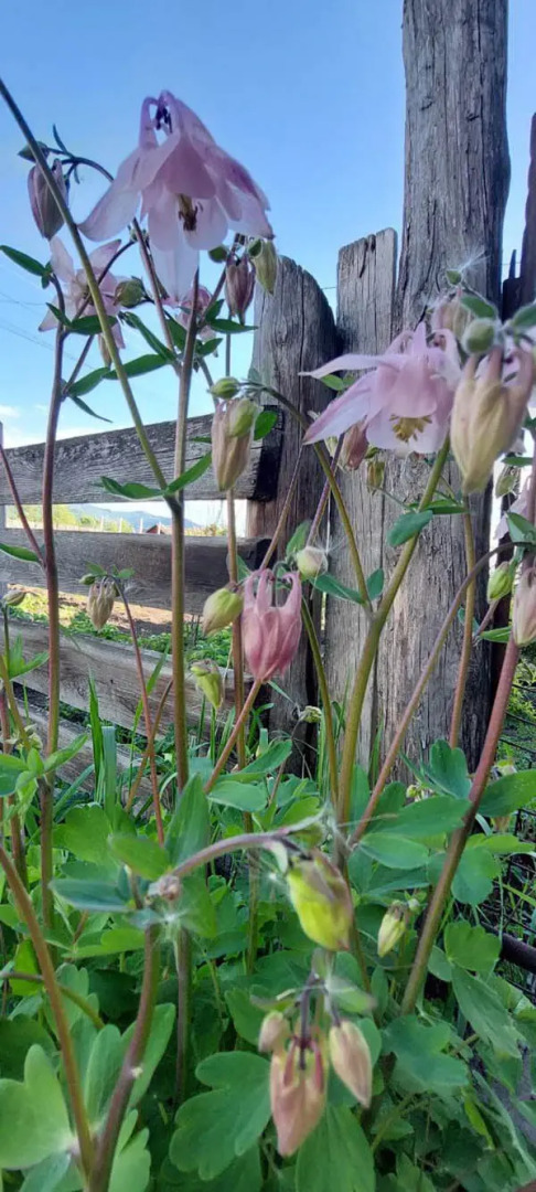 База отдыха Алтайская Роза