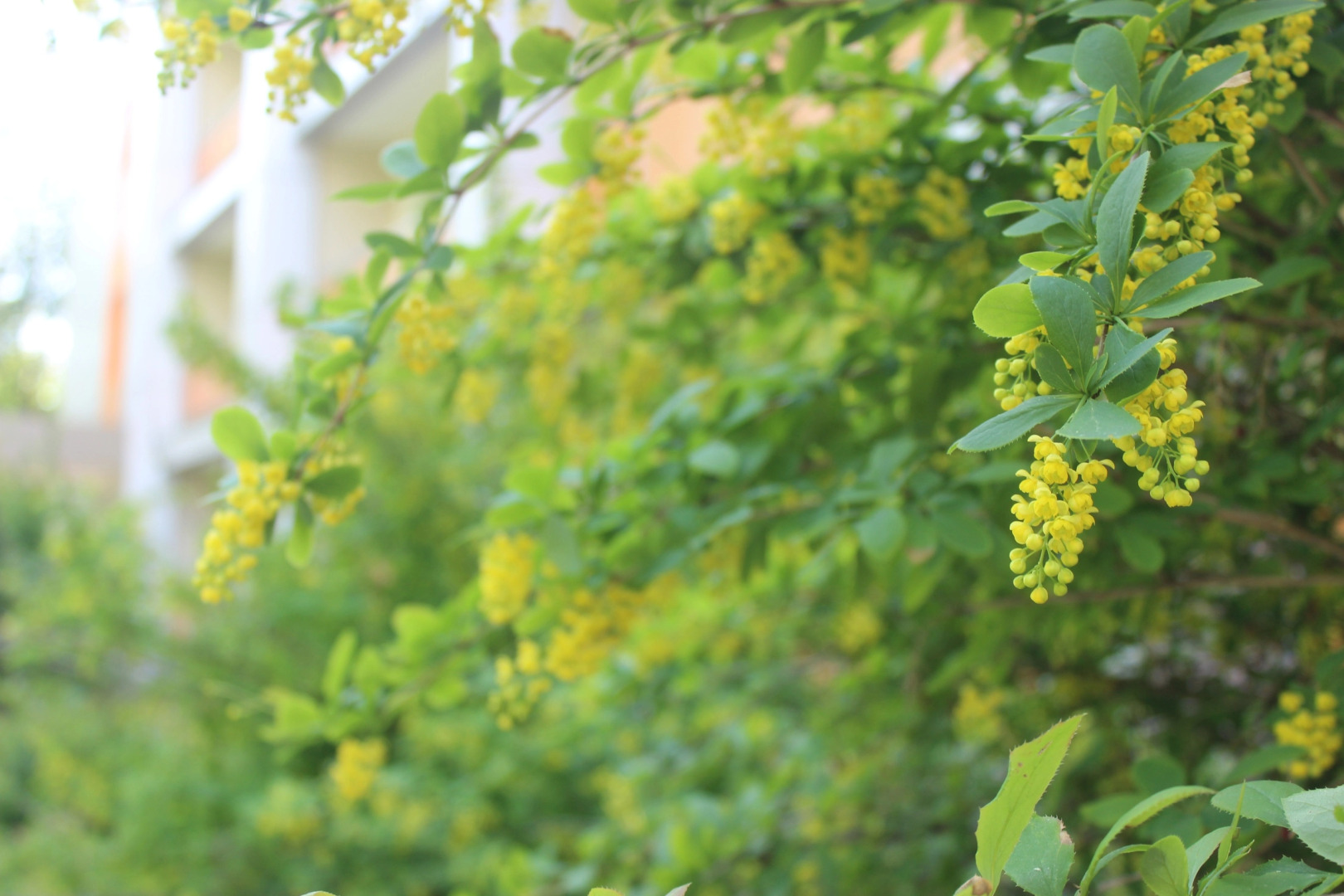 Borovichskij(AO BKO)