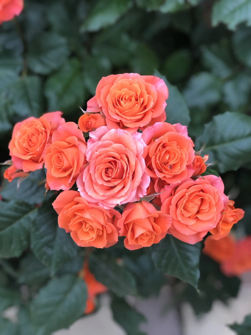 Гостевой дом Лазурный берег