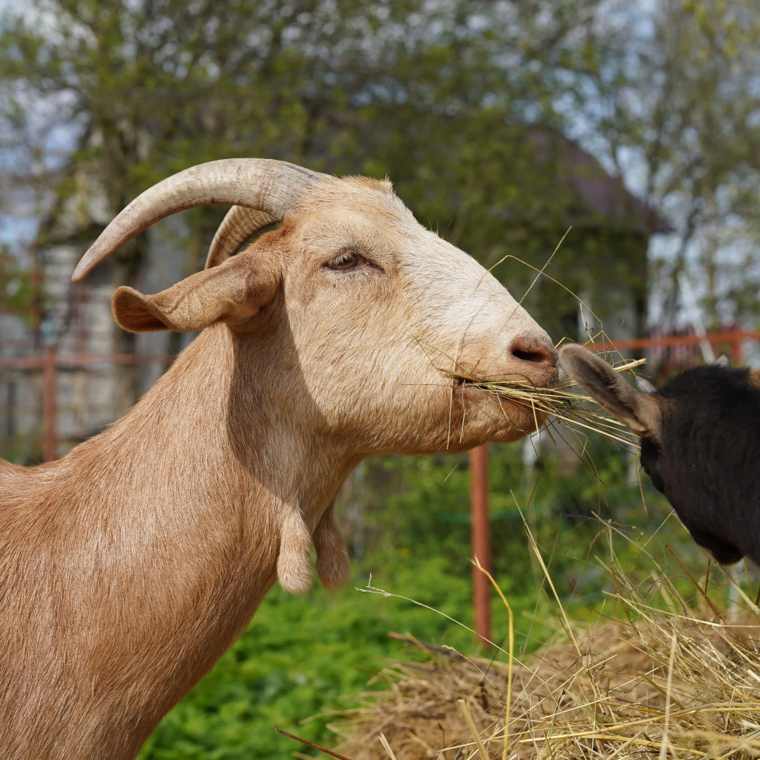 Дом Уютный в стиле Прованс