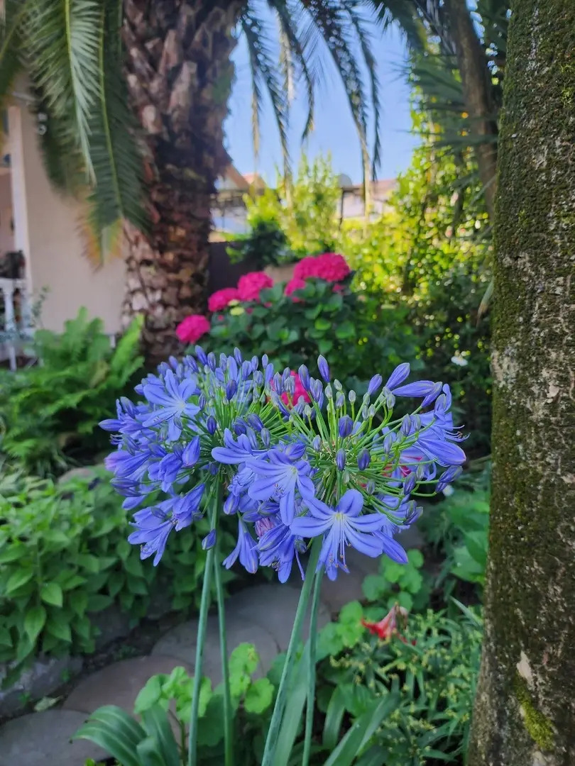 Гостевой дом Тропики