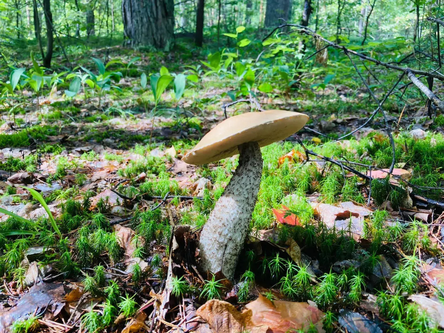 Кемпинг Three poplars by VL