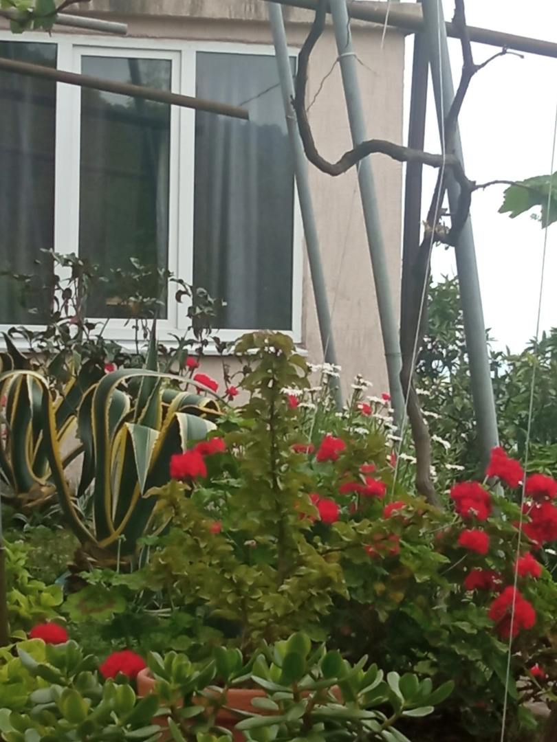 Гостевой дом Мимоза