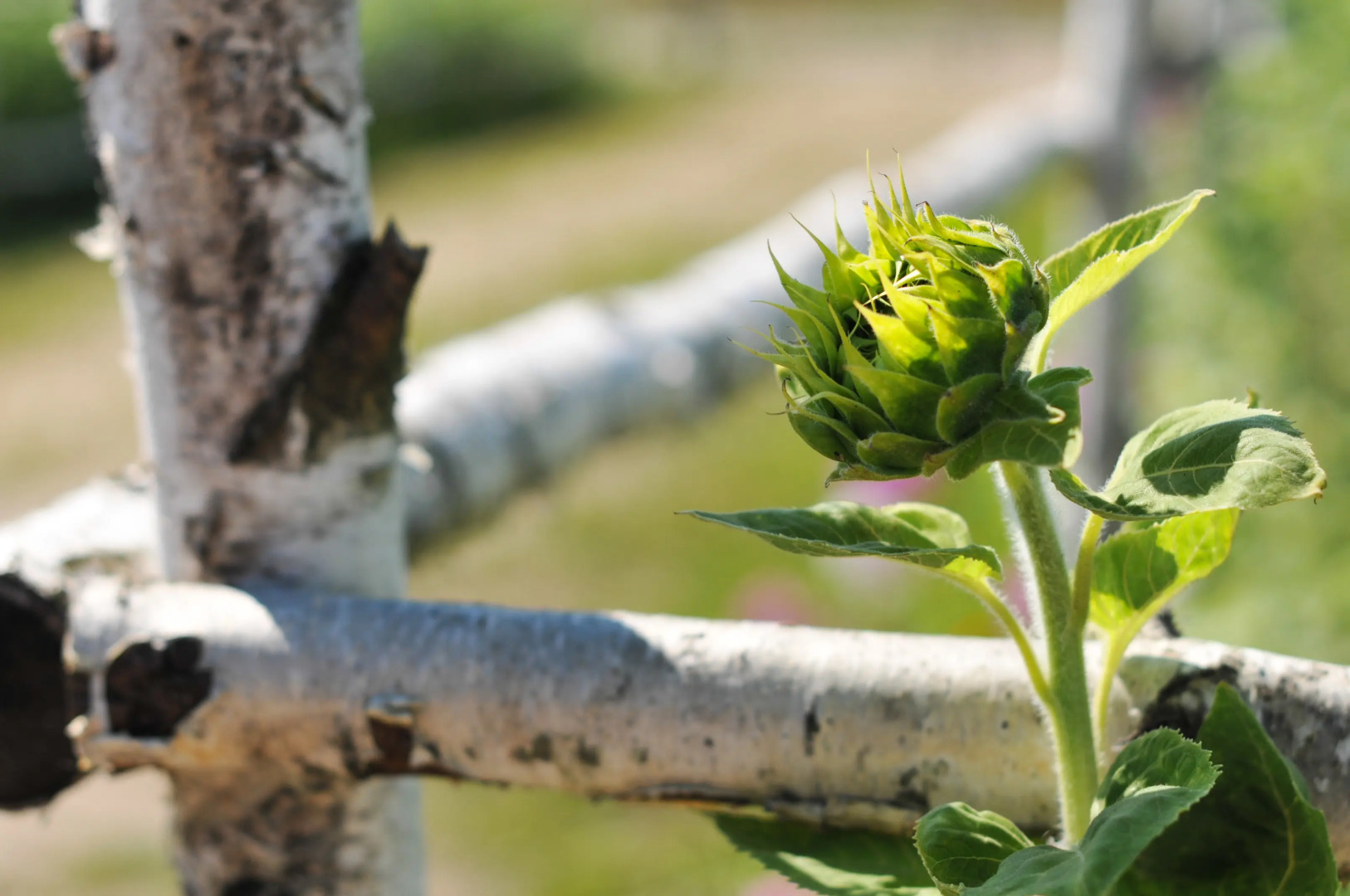 Мини-отель Подсолнухи