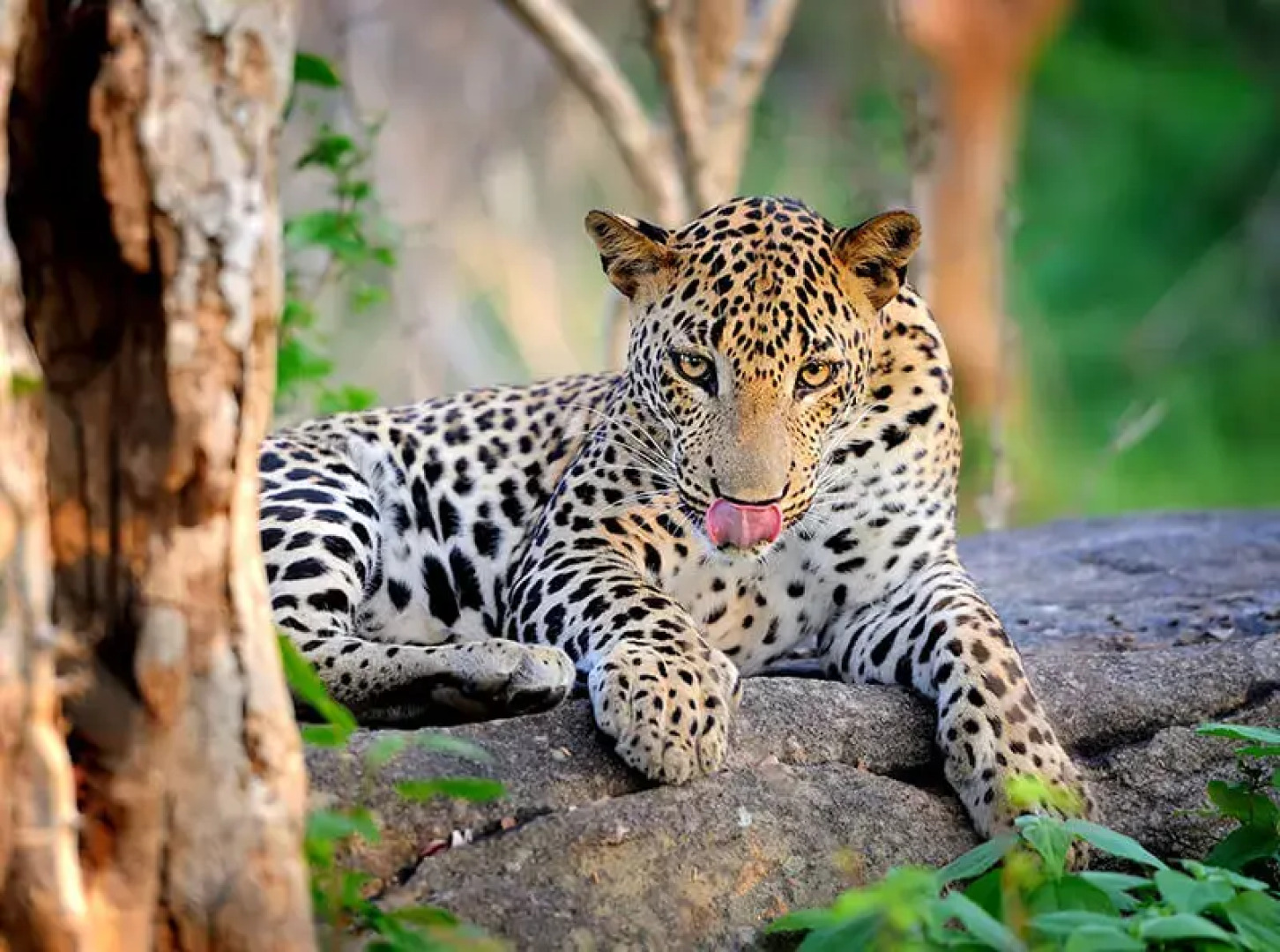 Отель Camping Yala Hotel Ravana luxury Safari Camp Tents