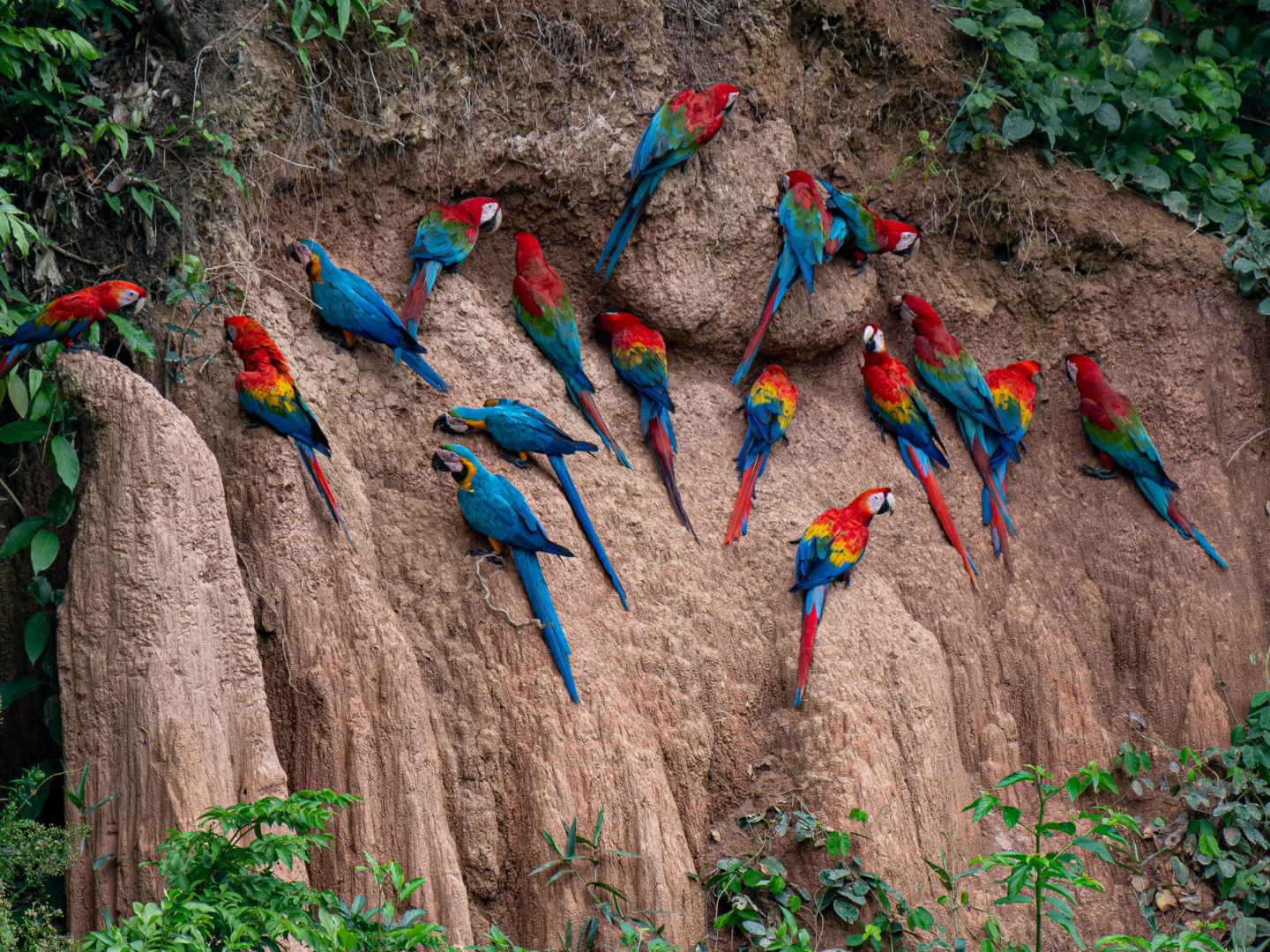 Отель Refugio Amazonas