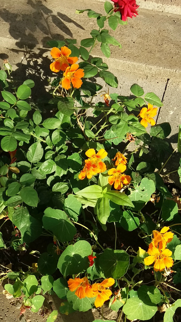 Гостевой Дом Ruzan's best B&B