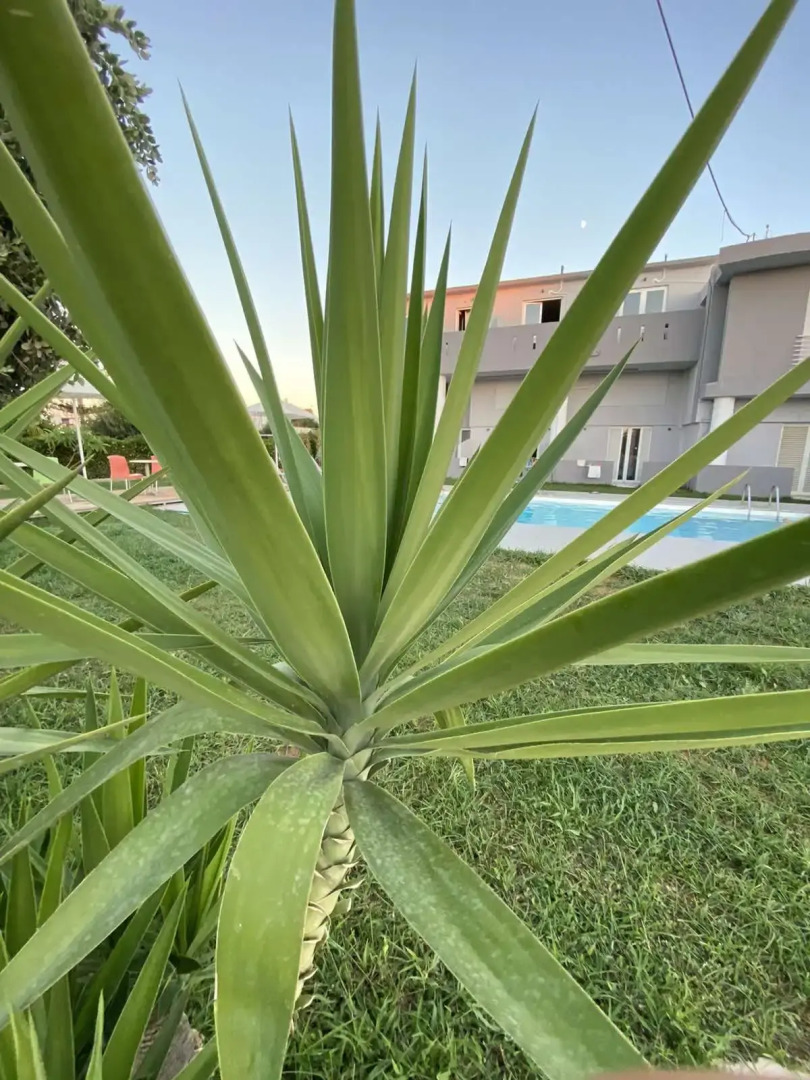 Отель Banana Moon (ex Limas Hotel)