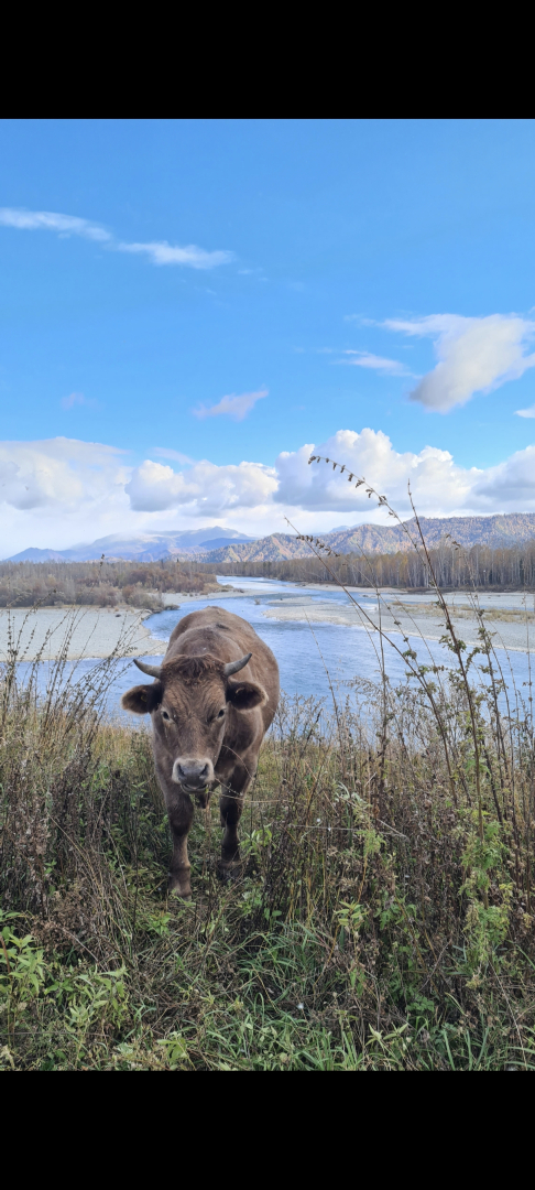 Частный дом Современный гостевой дом на слиянии рек Катунь и Кокса