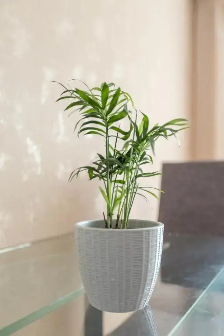 Квартира Толстой Пионерская Gold