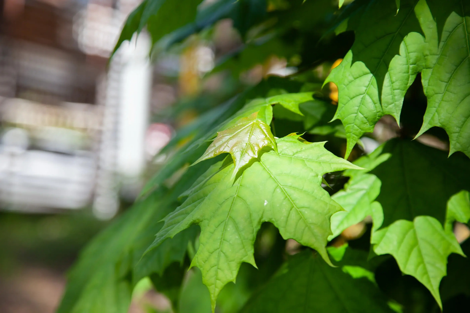 Отель Белый Снег - White Snow