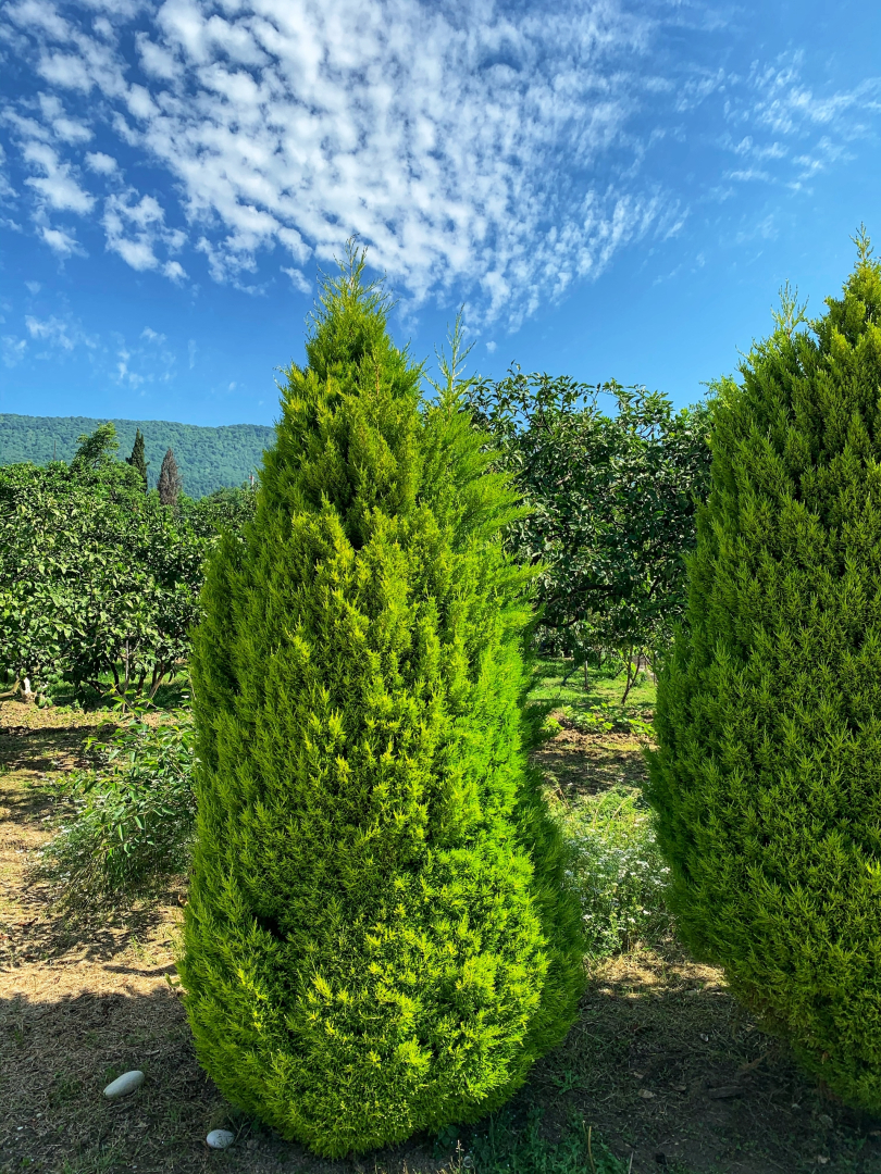 Гостевой дом Дивный Сад