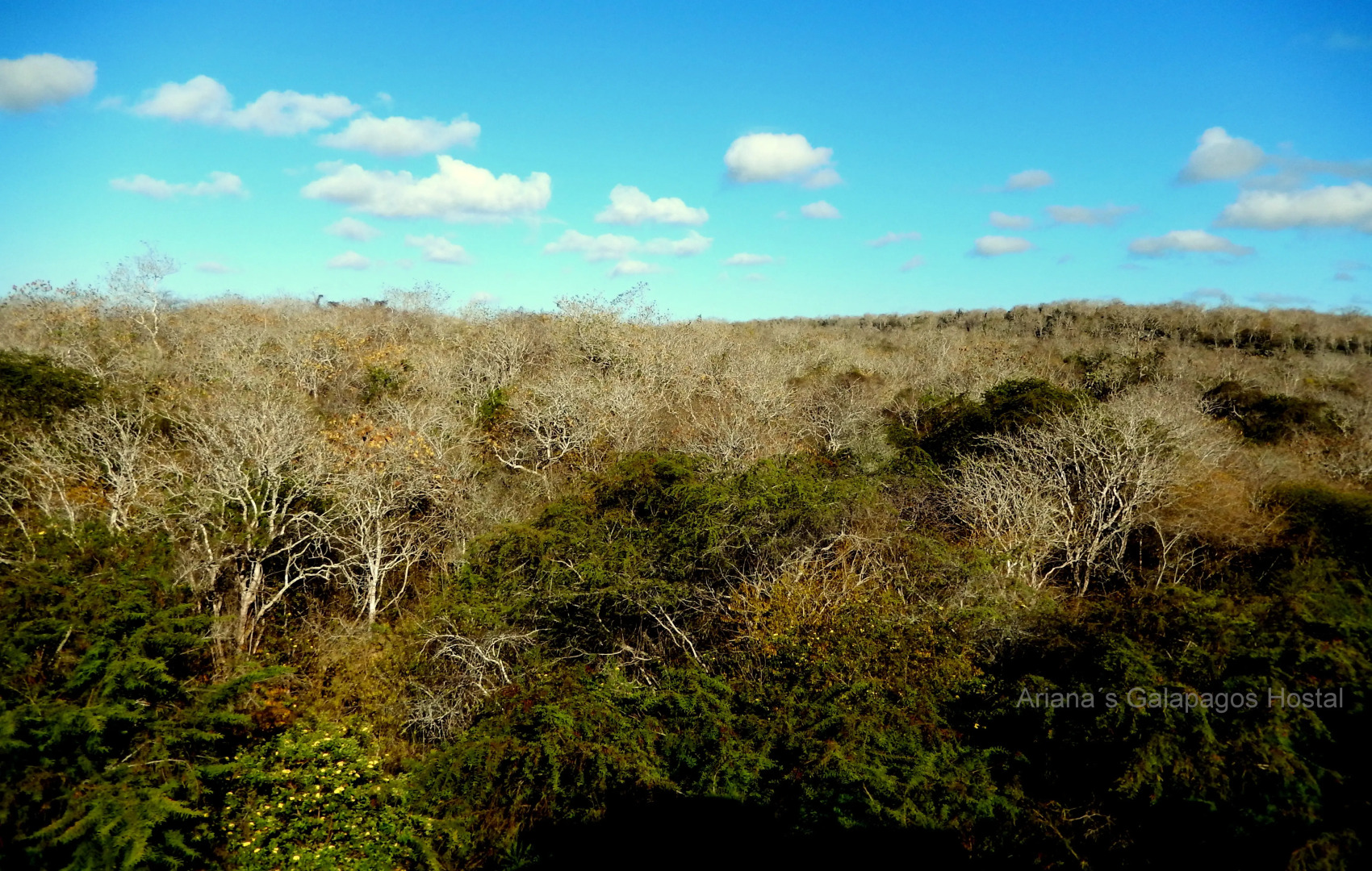 Хостел Ariana´s Galapagos