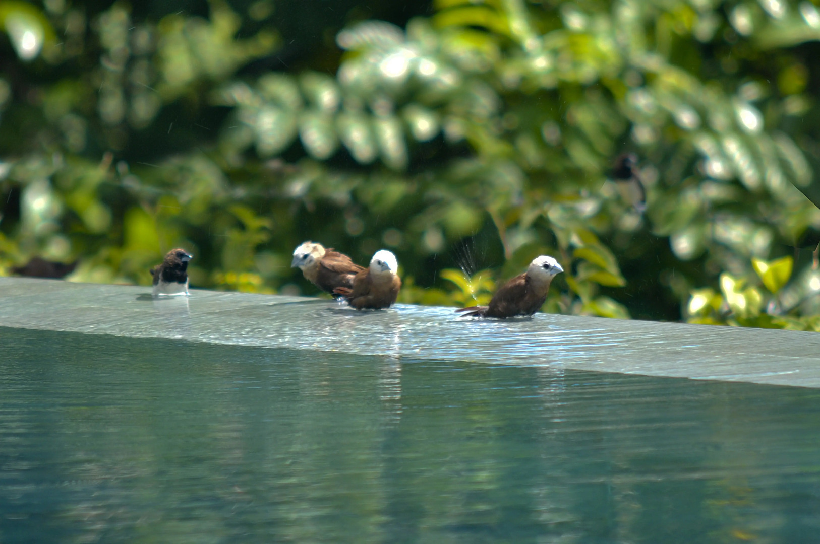 Вилла Ashoka Canggu