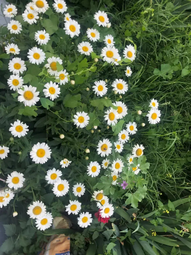 Апарт-отель Veni Vedi