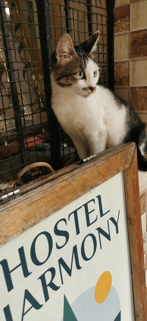 Хостел Harmony