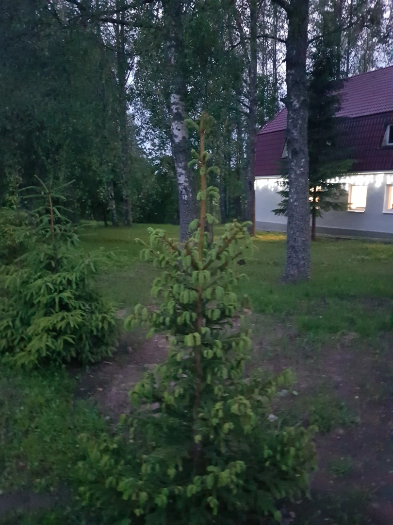 Гостевой дом Березовая роща