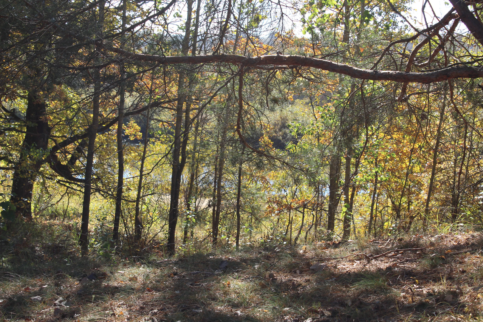 Санаторий Днепровские сосны