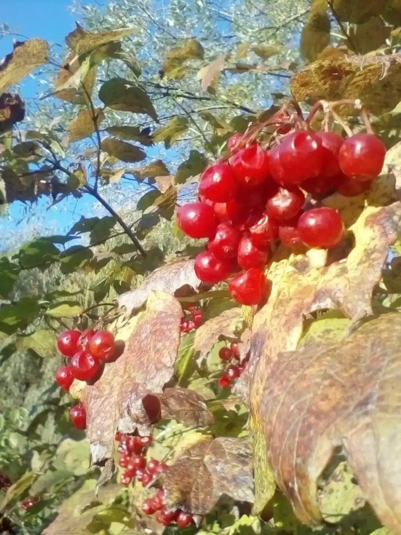 Mini-Hotel Lesnaya Polyana