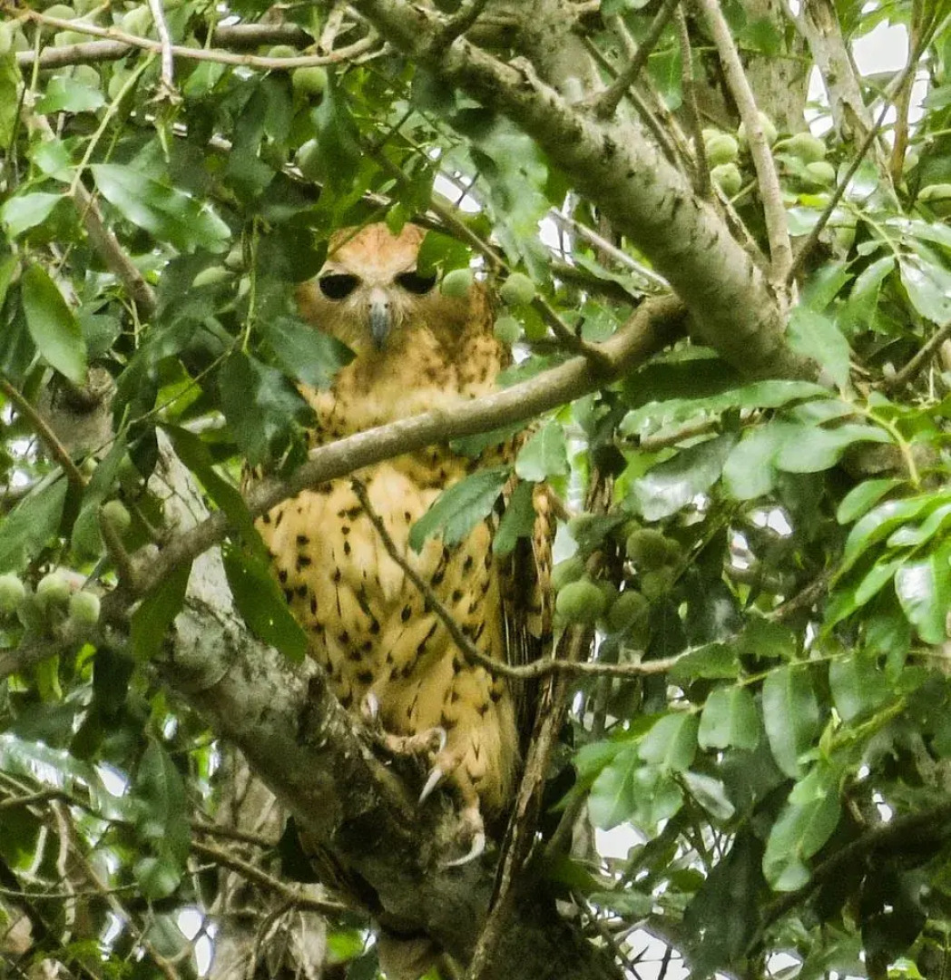 Шале The Hidden Valley