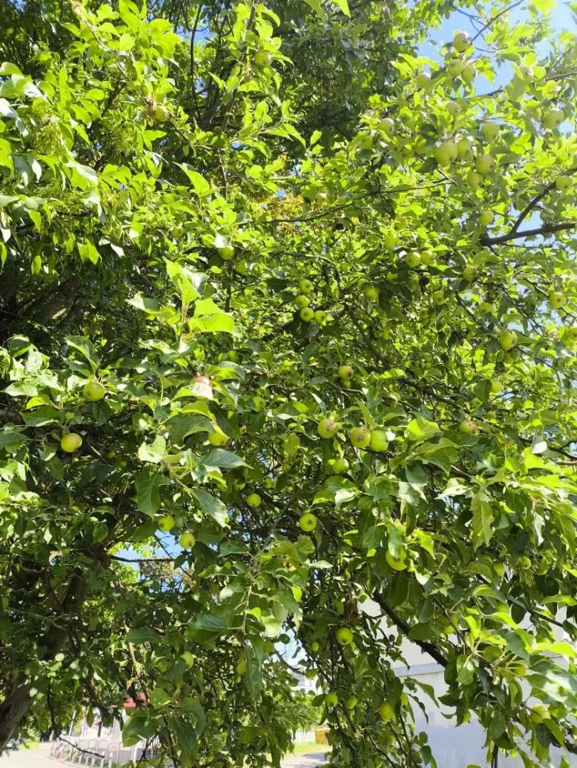 Гостевой дом Эвкалипт