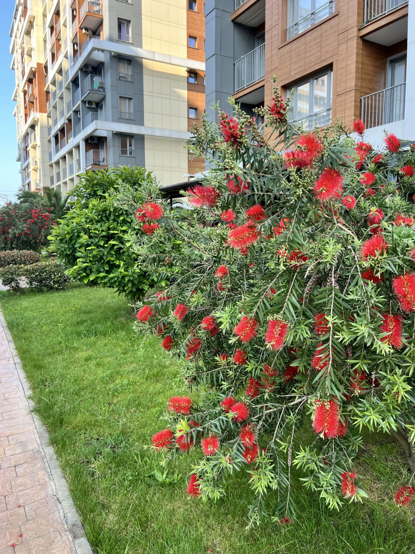 Апартаменты Каравелла Португалии