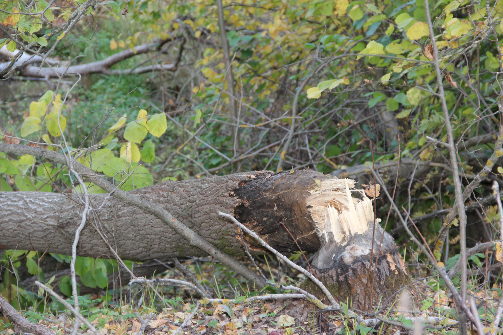 ЭКО Отель Настасьино Хуторок