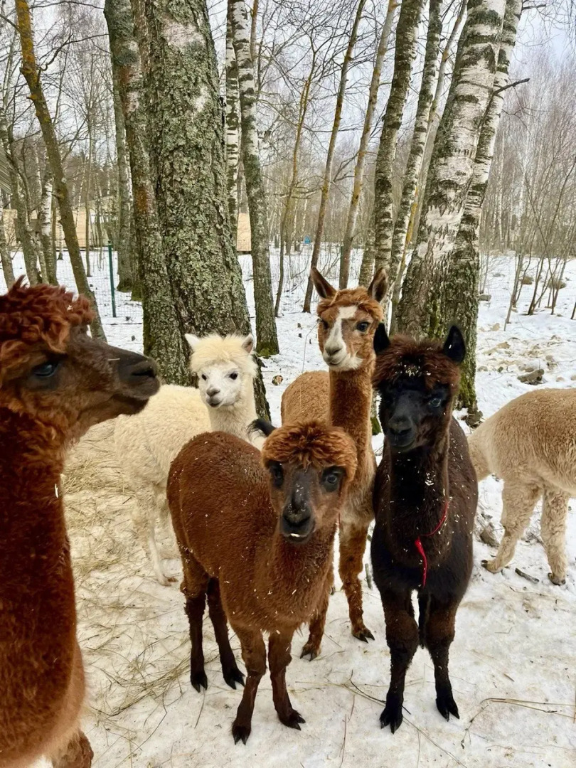 Частный дом Загородный дом с сауной