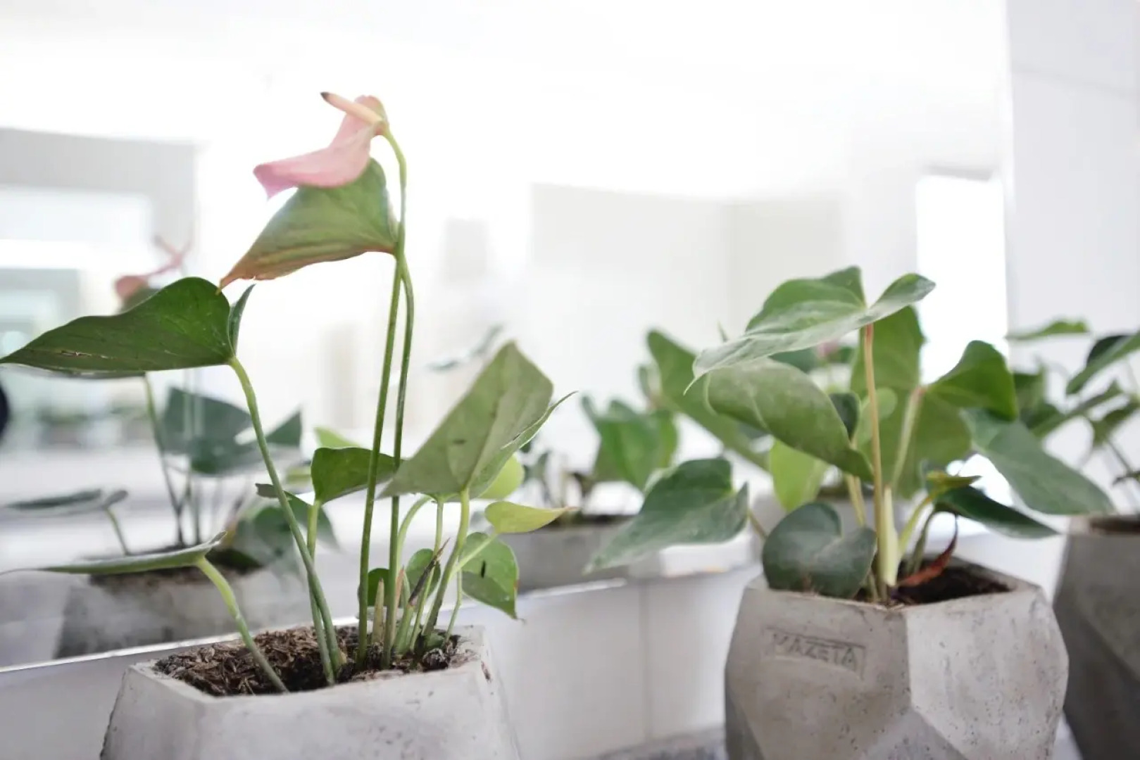 Хостел Distrito