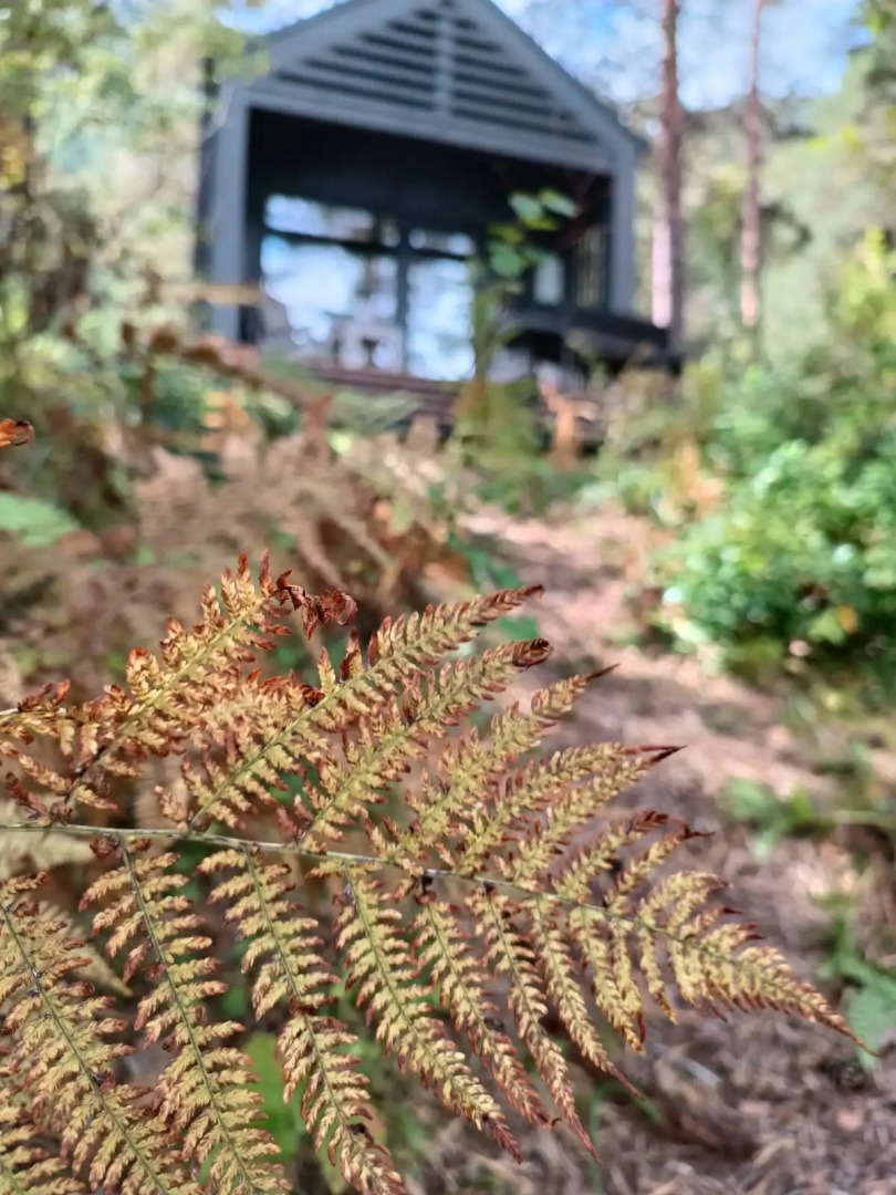 База отдыха Belka Forest House