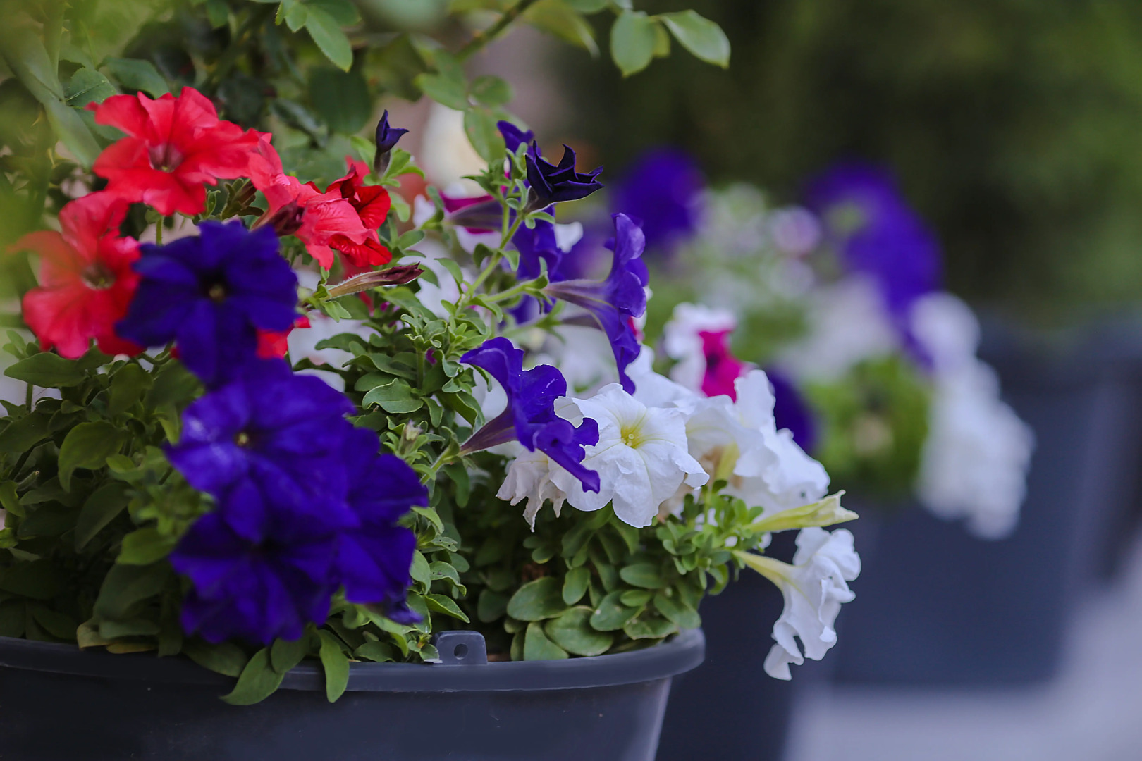 Меблированные комнаты Nifea