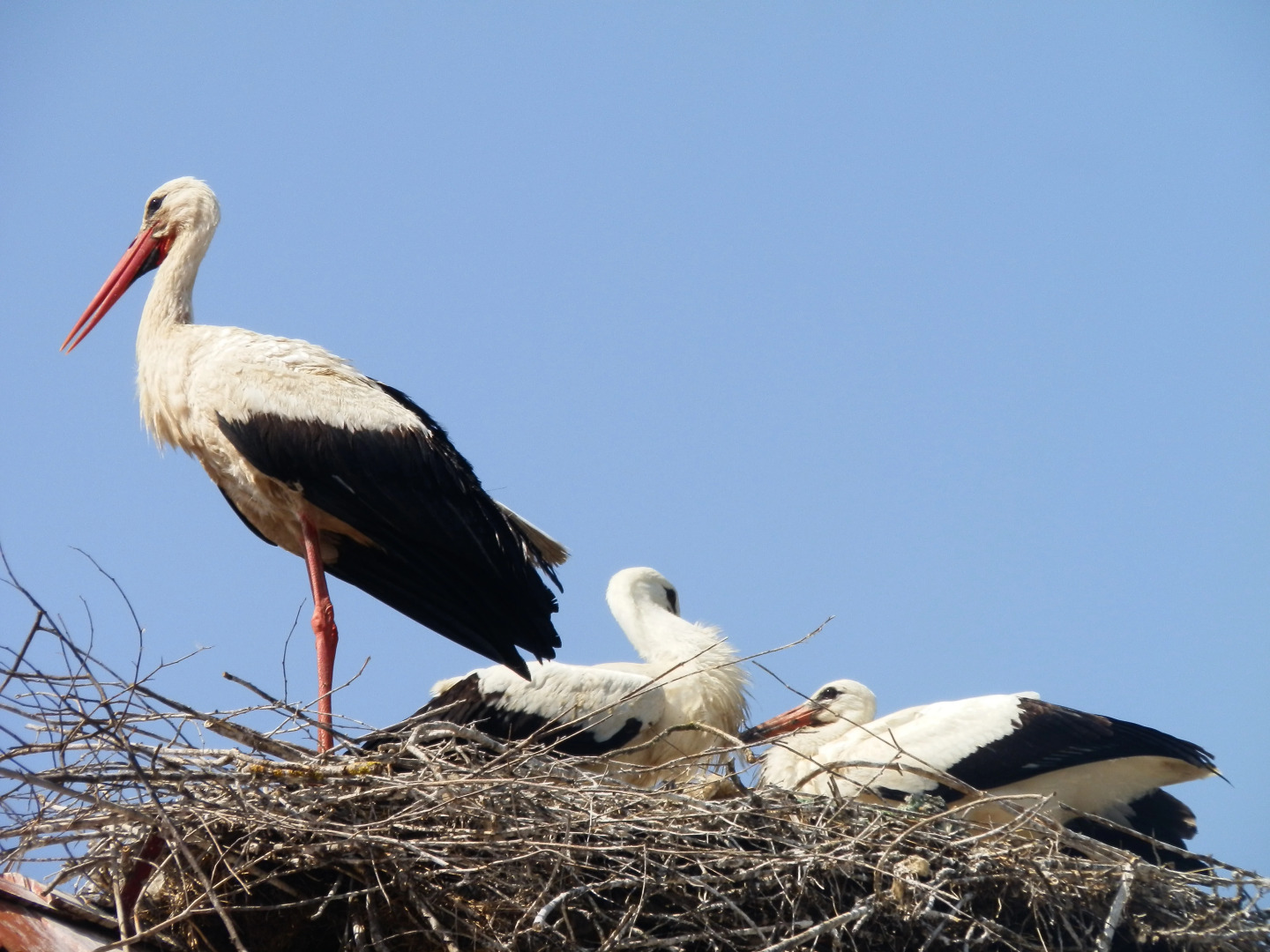Апарт-Отель Tradicije Cigoc