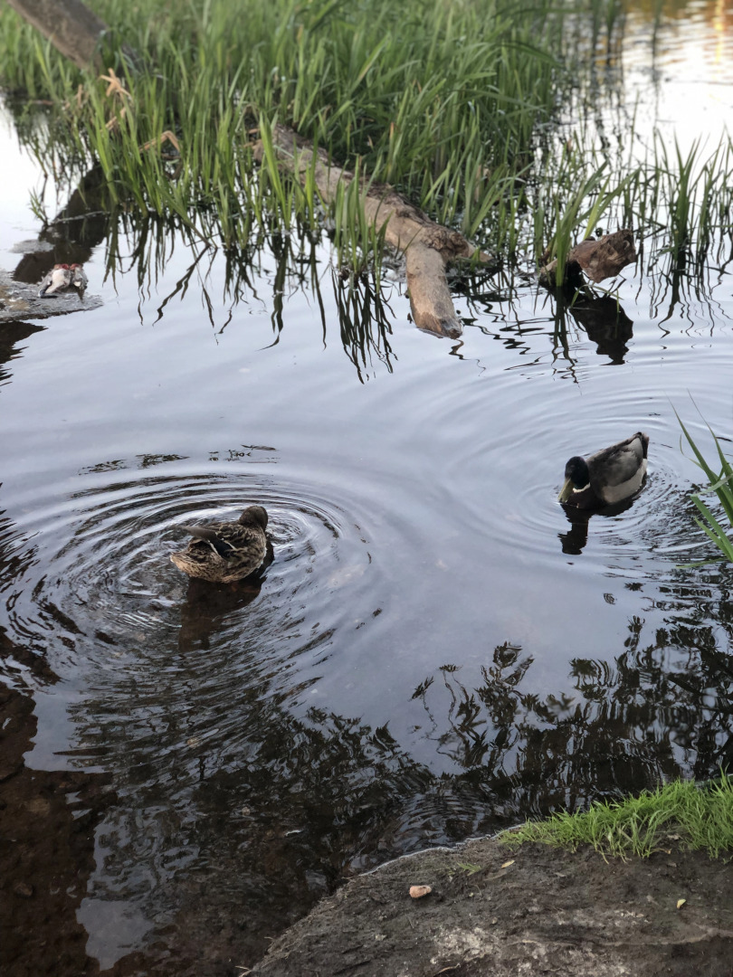Гостевой дом на каменке