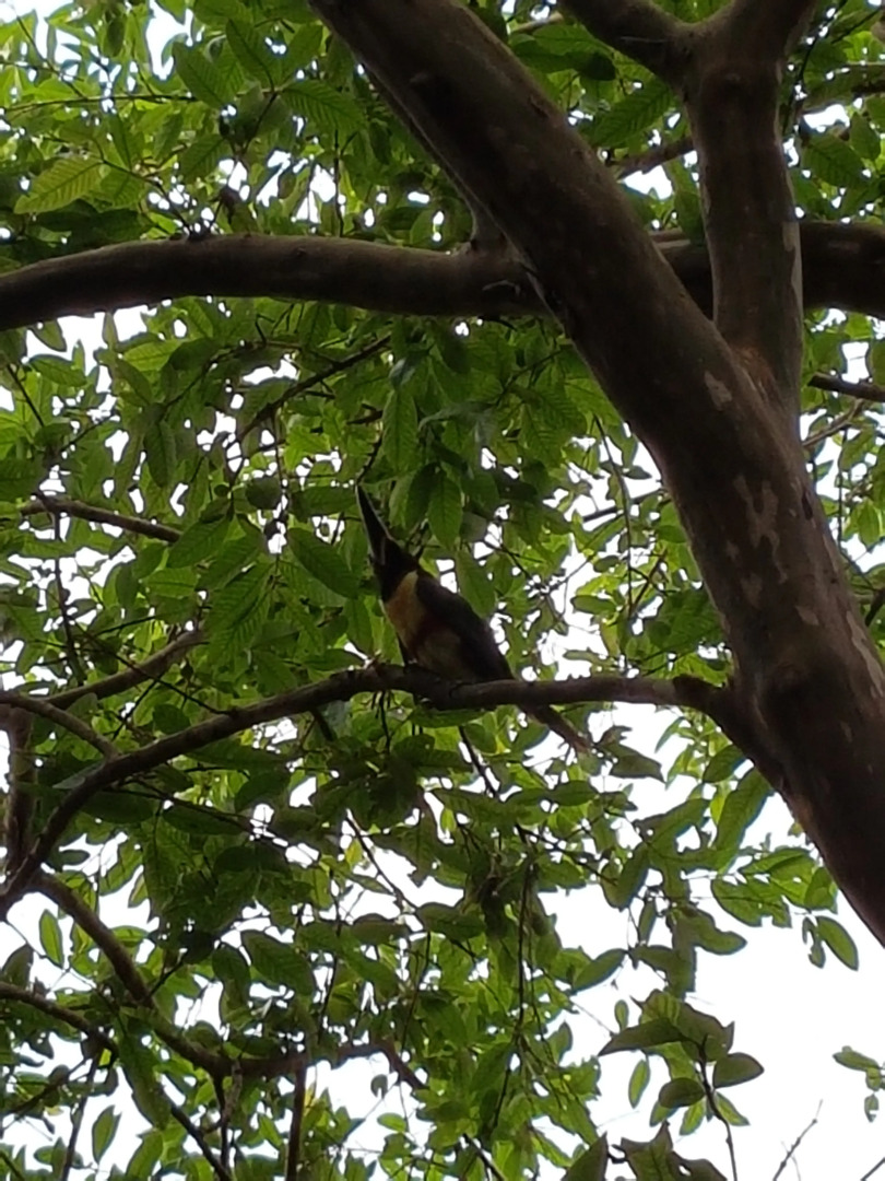 Гостевой Дом Casa Yaguarete