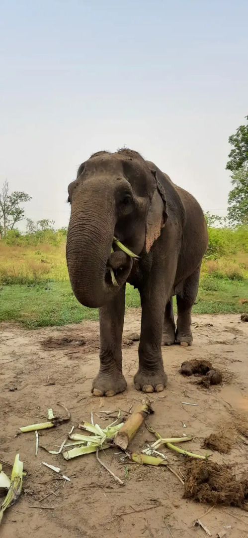 Кемпинг Tigertops Elephant Camp