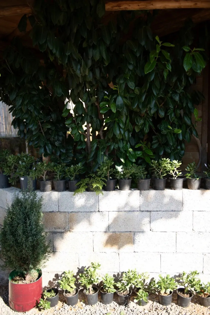 Частный дом TreeHouse GoldenSeaView TreeHouse