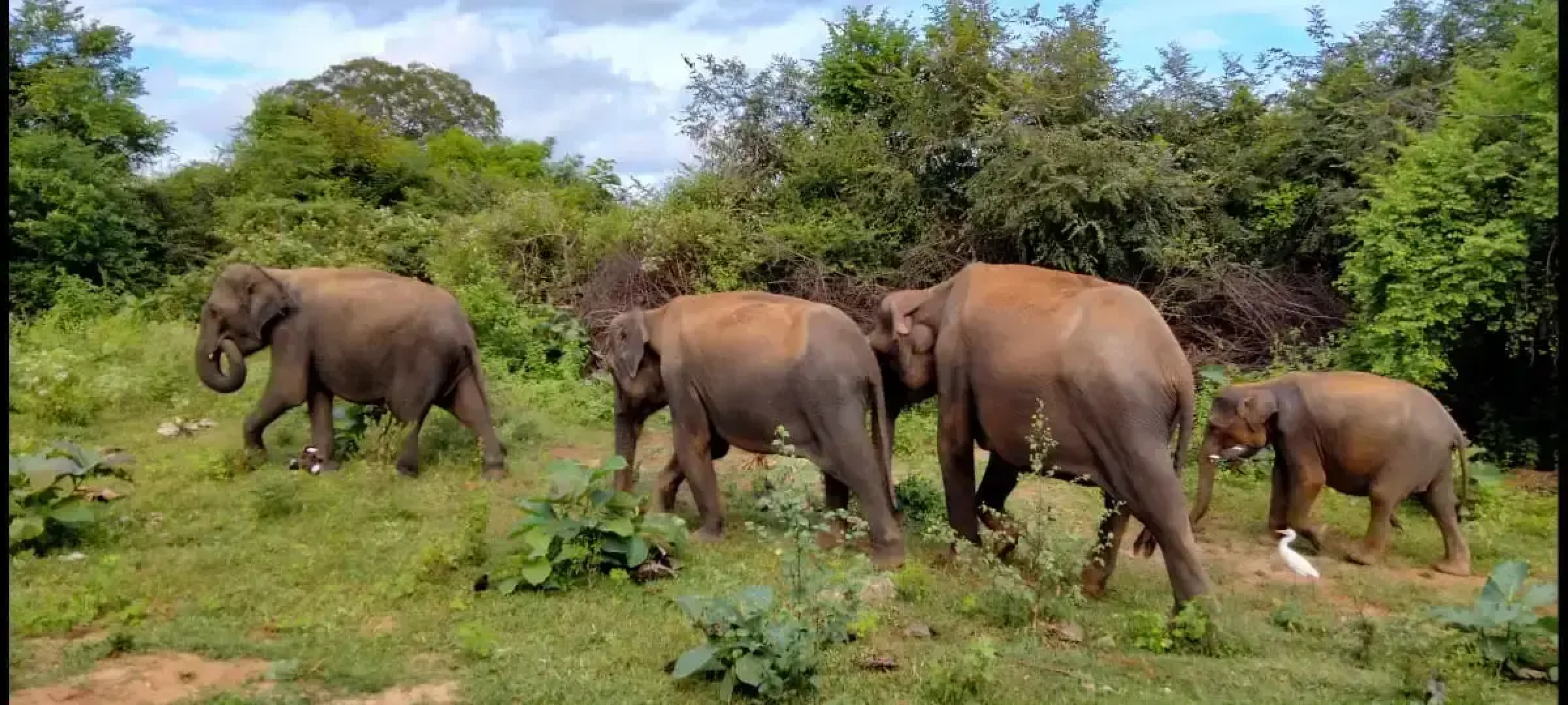 Глэмпинг Harmony Haven in Udawalawe