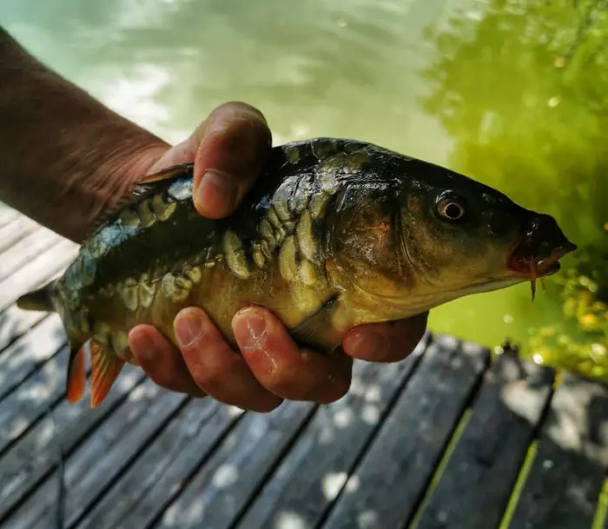 Частный дом коттедж с пятью комфортабельными спальнями