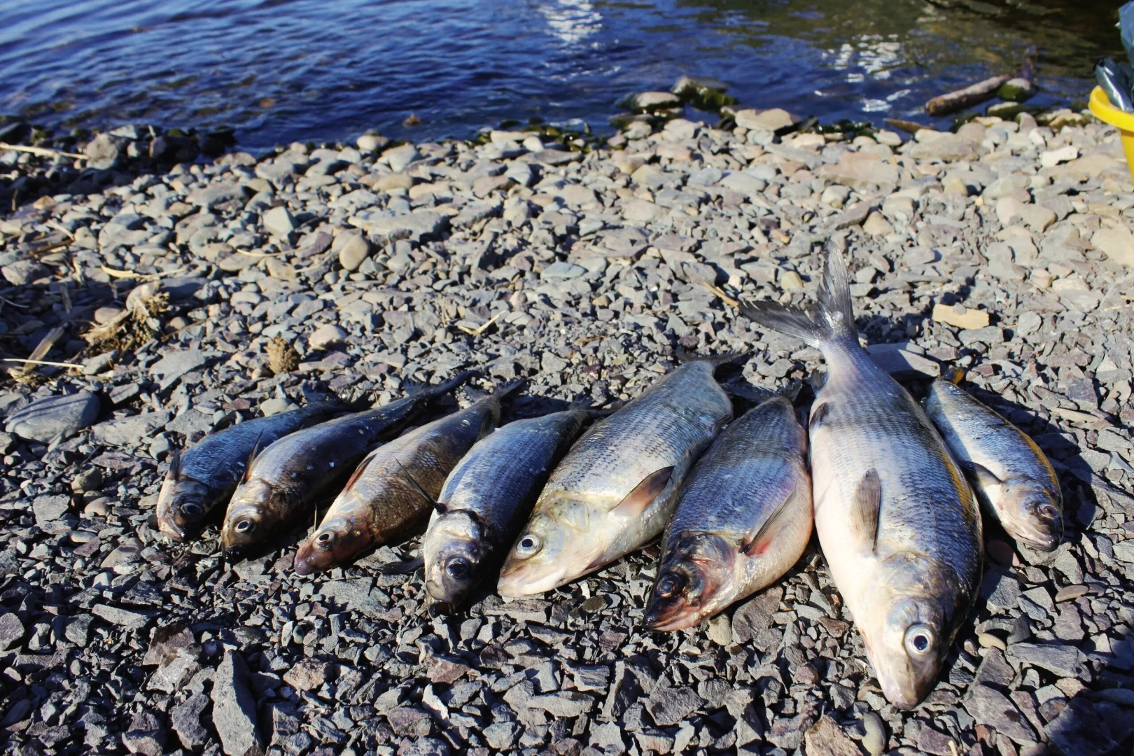 Гостевой Дом Онежская Горка-Коттедж1