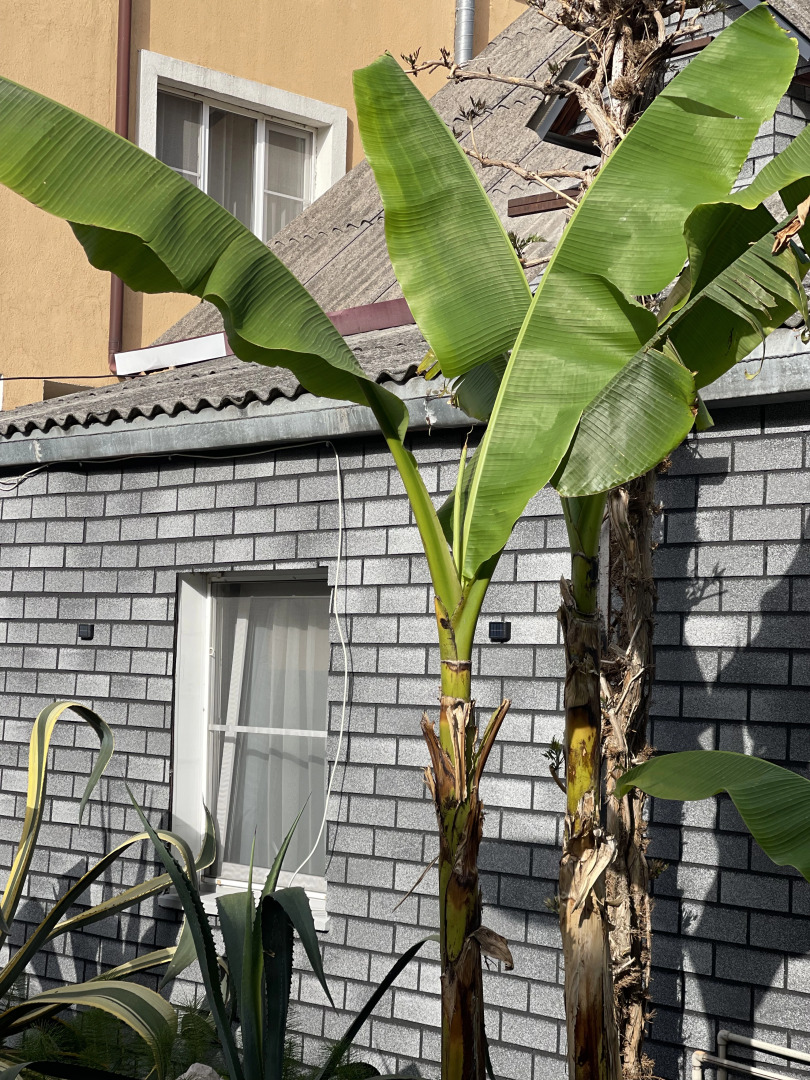 Гостевой Дом Солнечный Дворик Переулок Пихтовый 24