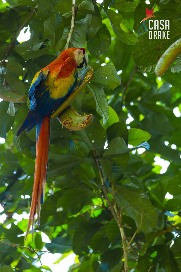 Отель Casa Drake Lodge