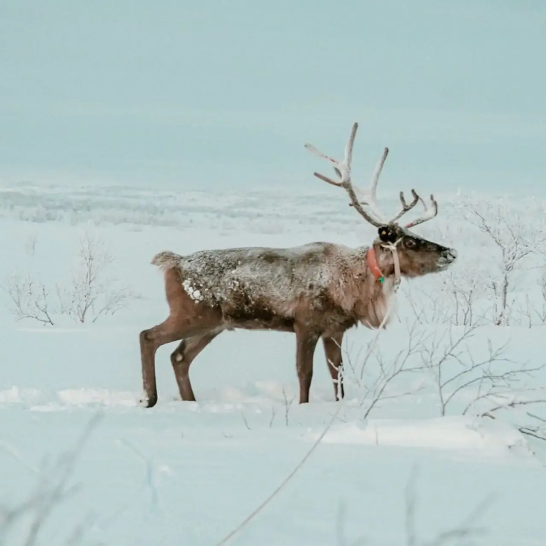 Гостевой дом усадьба Канентъявр