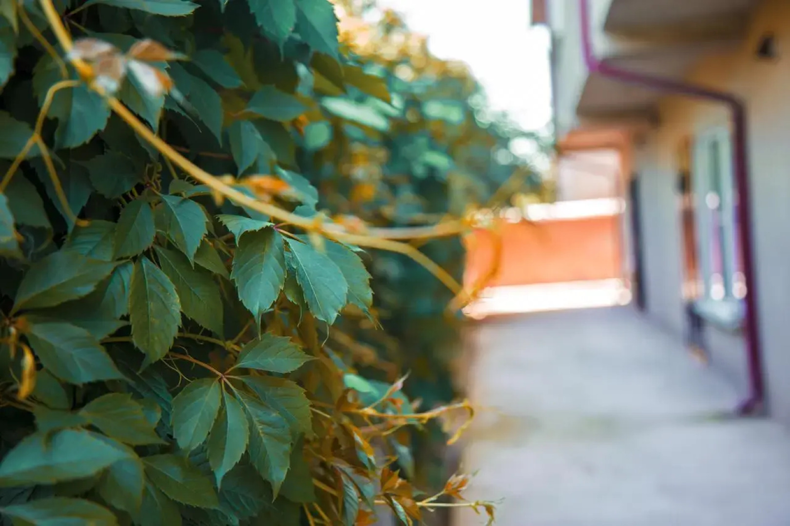 Гостевой дом Forest