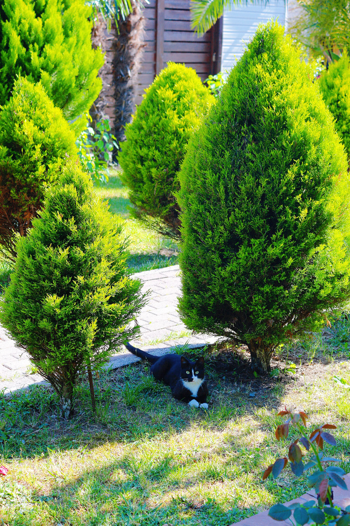 Гостевой дом Алашара