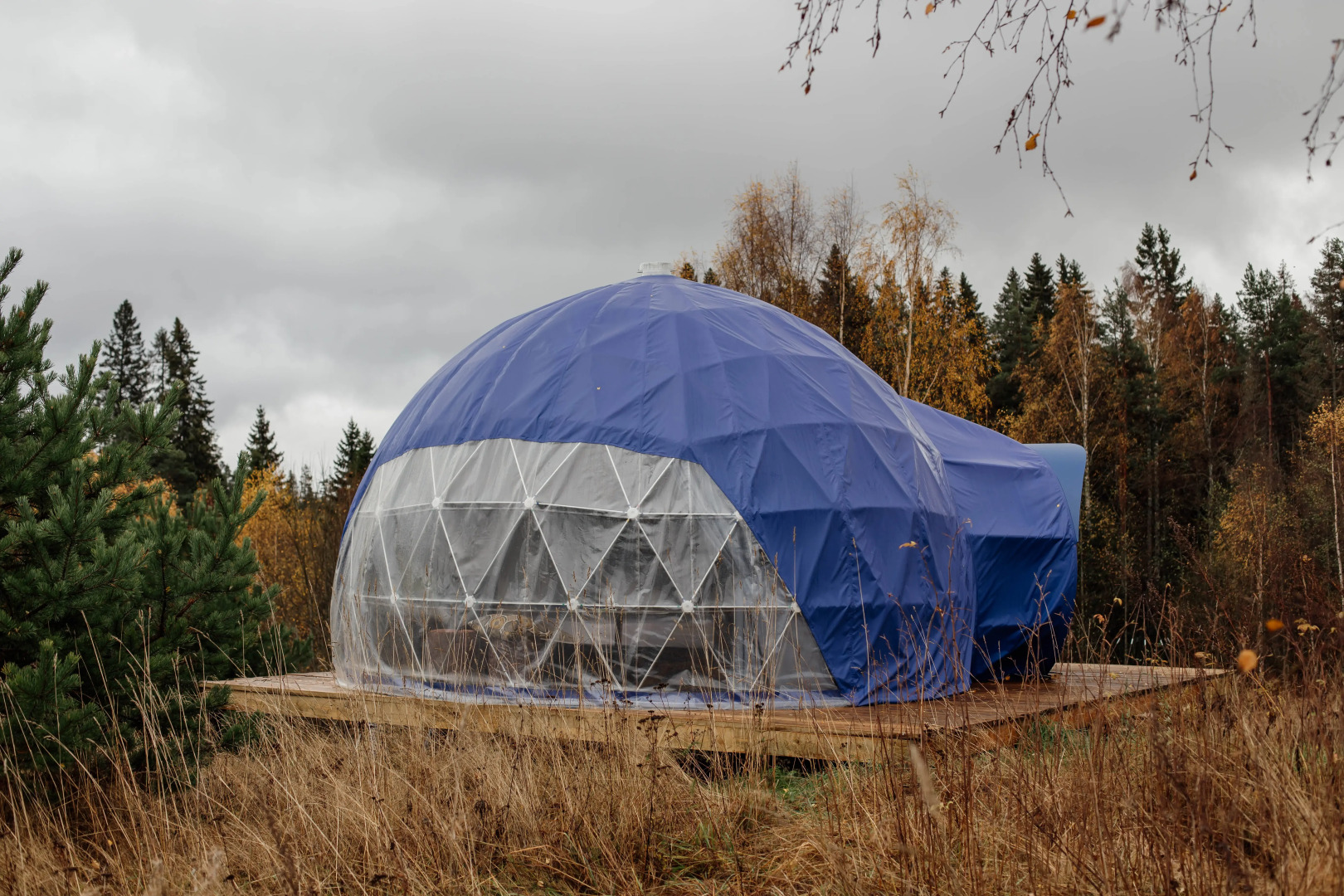 Папоротник