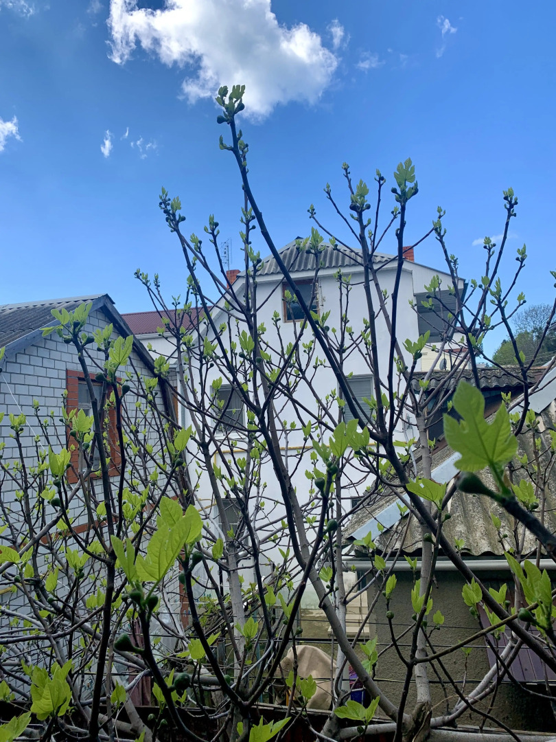 Гостевой дом Инжир