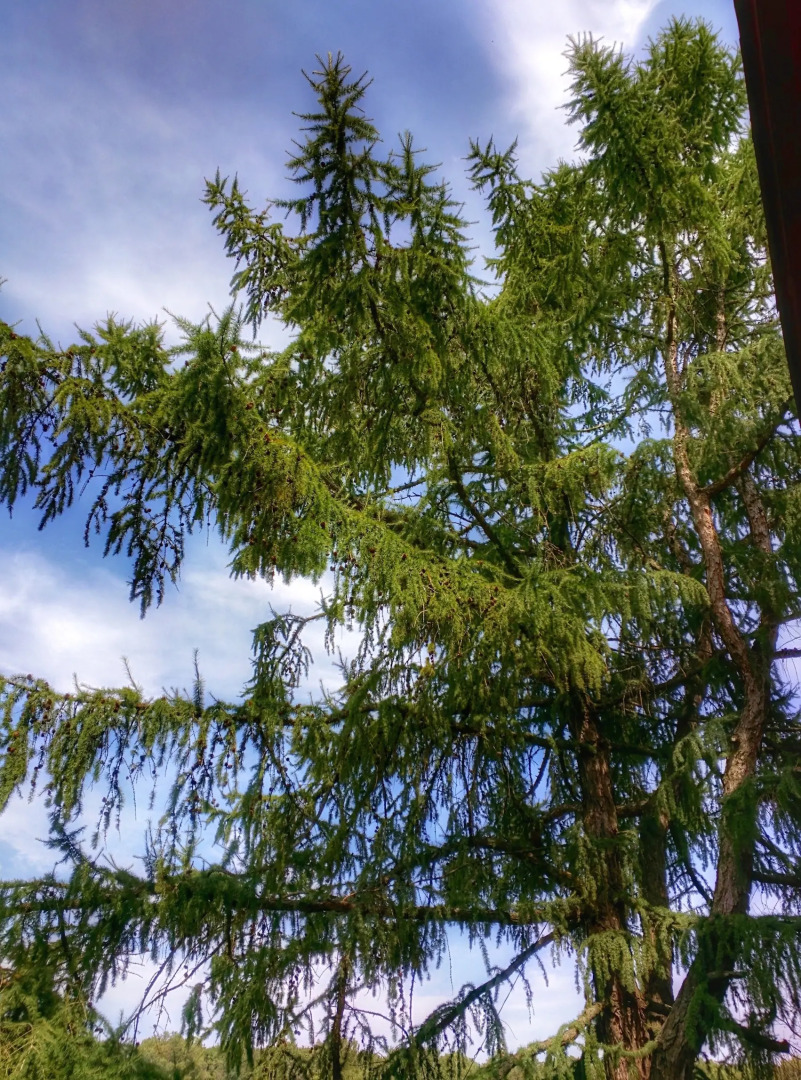 Мини-Отель Внучка